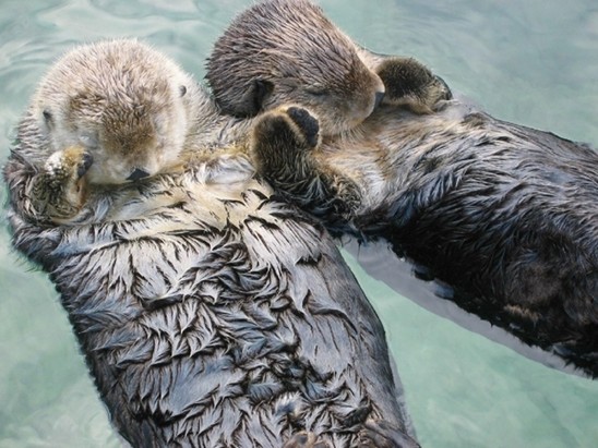 Otters holding hands